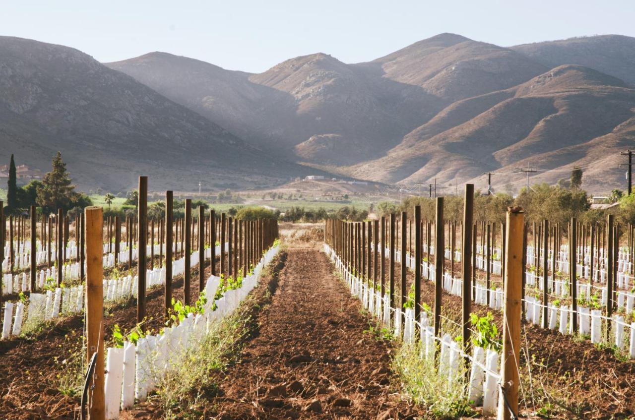 Alma Liebre Vinedos Del Valle 瓜达鲁佩镇 外观 照片