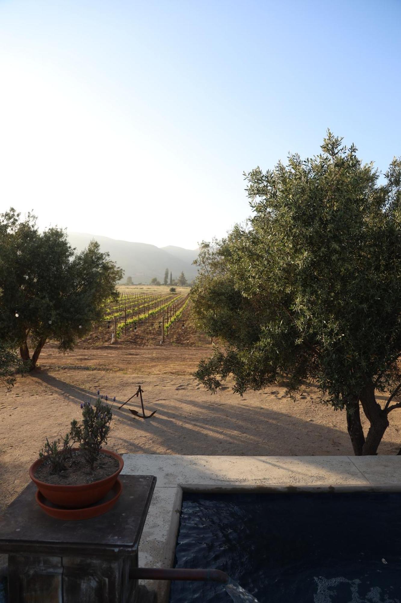 Alma Liebre Vinedos Del Valle 瓜达鲁佩镇 外观 照片