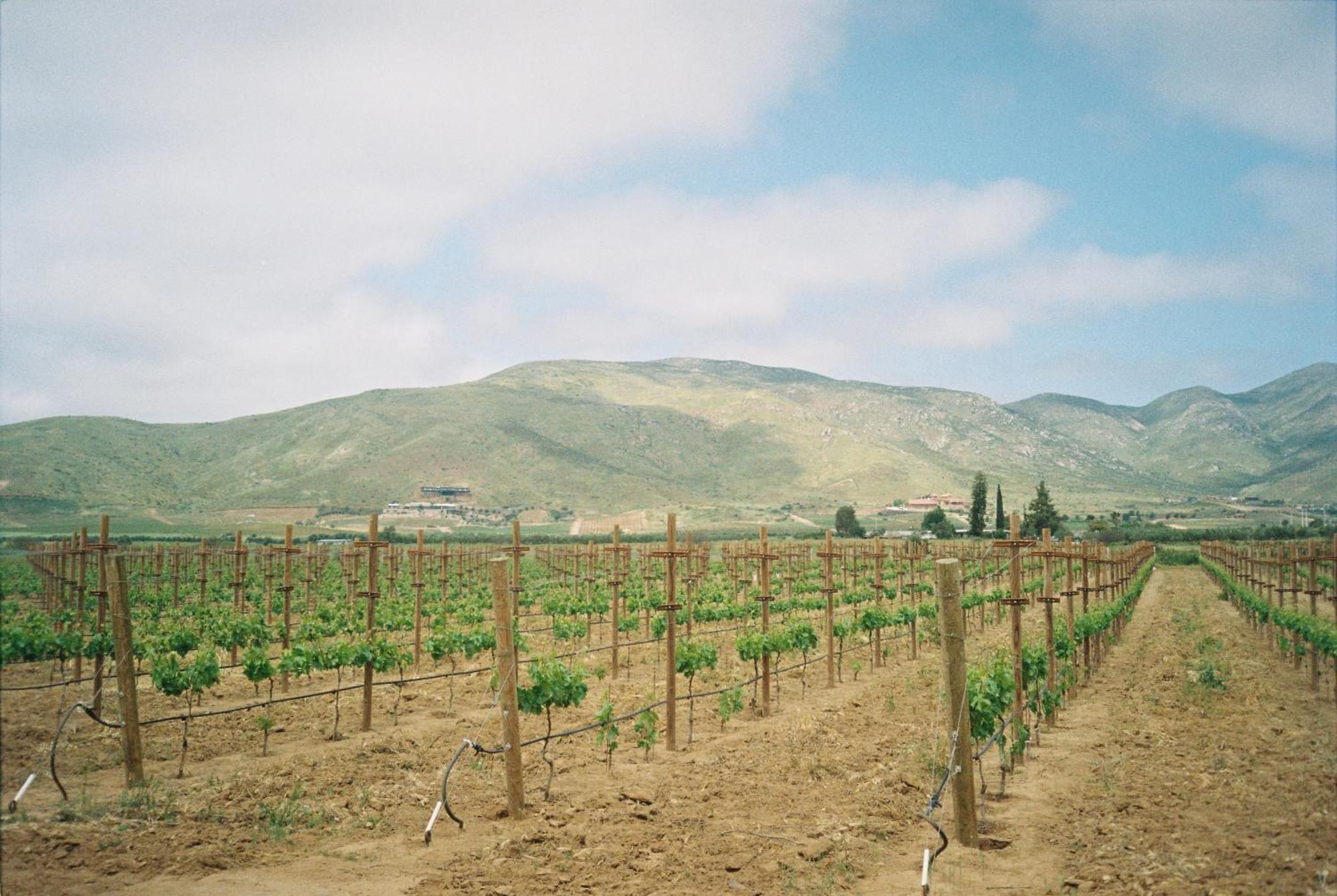 Alma Liebre Vinedos Del Valle 瓜达鲁佩镇 外观 照片