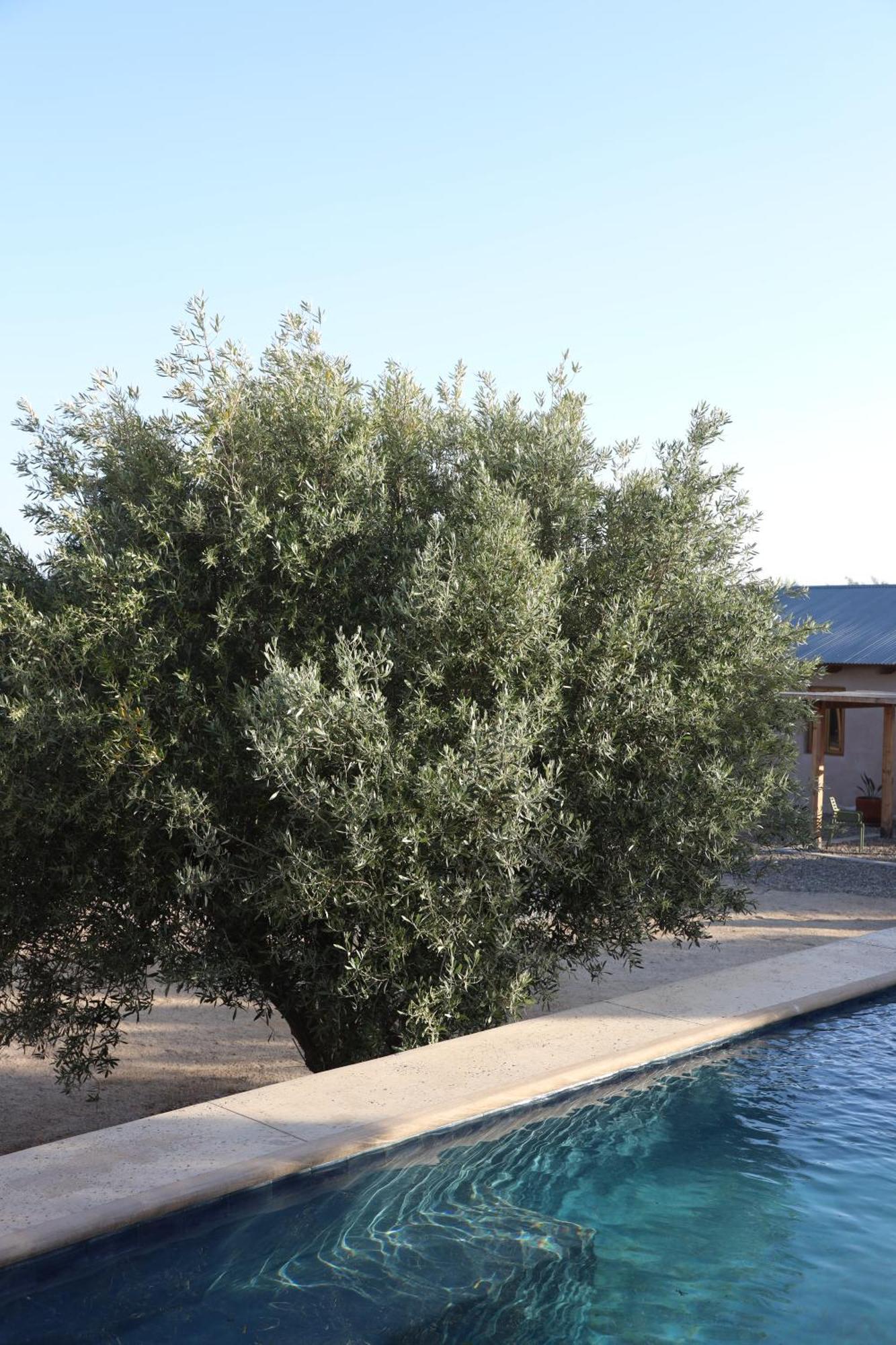 Alma Liebre Vinedos Del Valle 瓜达鲁佩镇 外观 照片